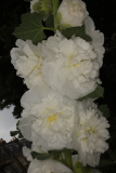 Alcea rosea cultivar RCP7-2015 (92).JPG